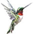 Il Colibri - Ripetizioni Lezioni Private Giugliano, Melito, Villaricca, Qualiano, Marano, Mugnano